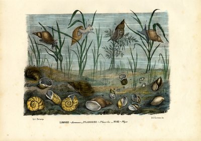 Mejillones, 1863-79 de Raimundo Petraroja